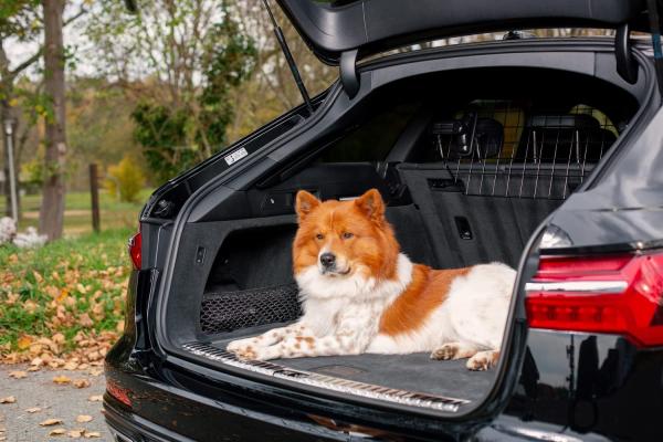 Hunde Trenngitter